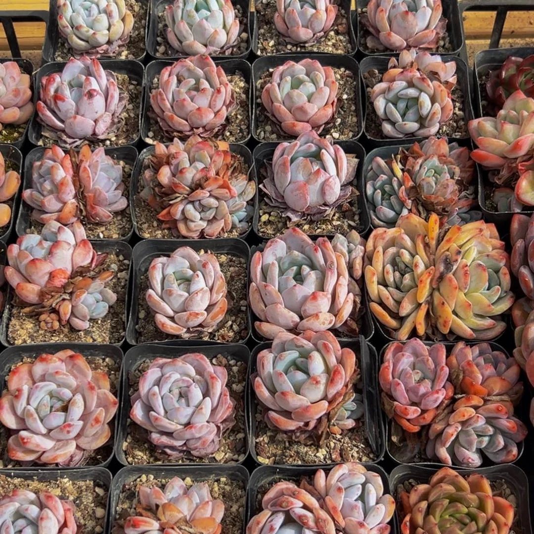 173先谢谢出差出v不能