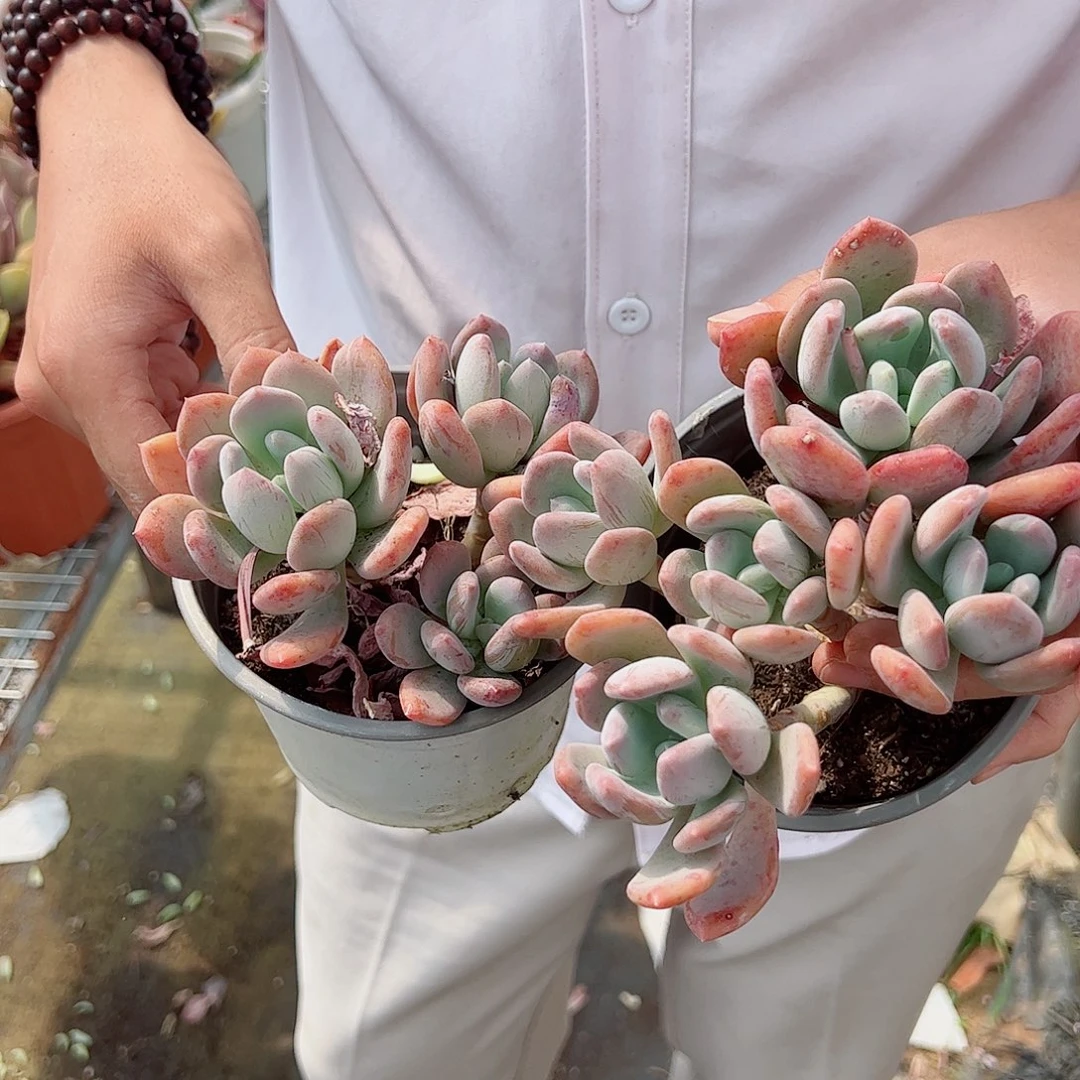 墨西哥美人多头起发两盆