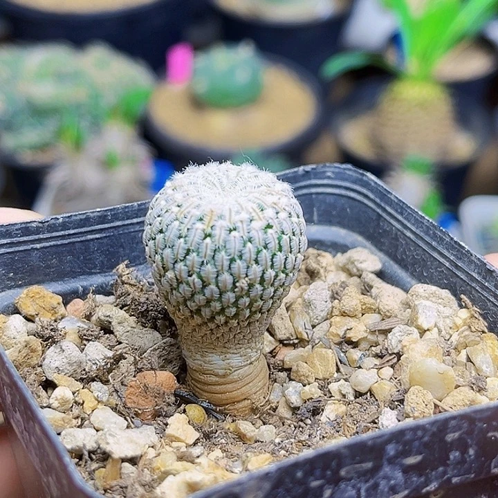 2.2公分实生精巧殿一颗一颗的