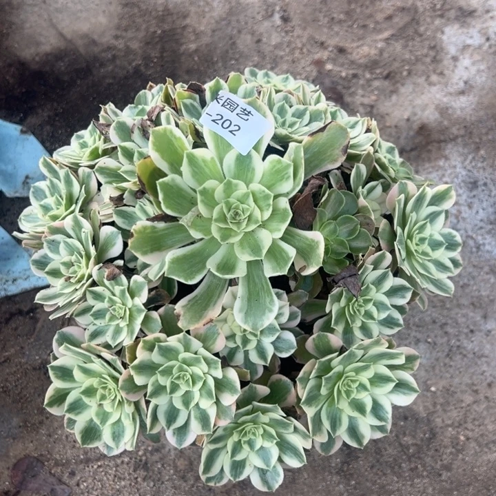 女妖手捧多肉植物202