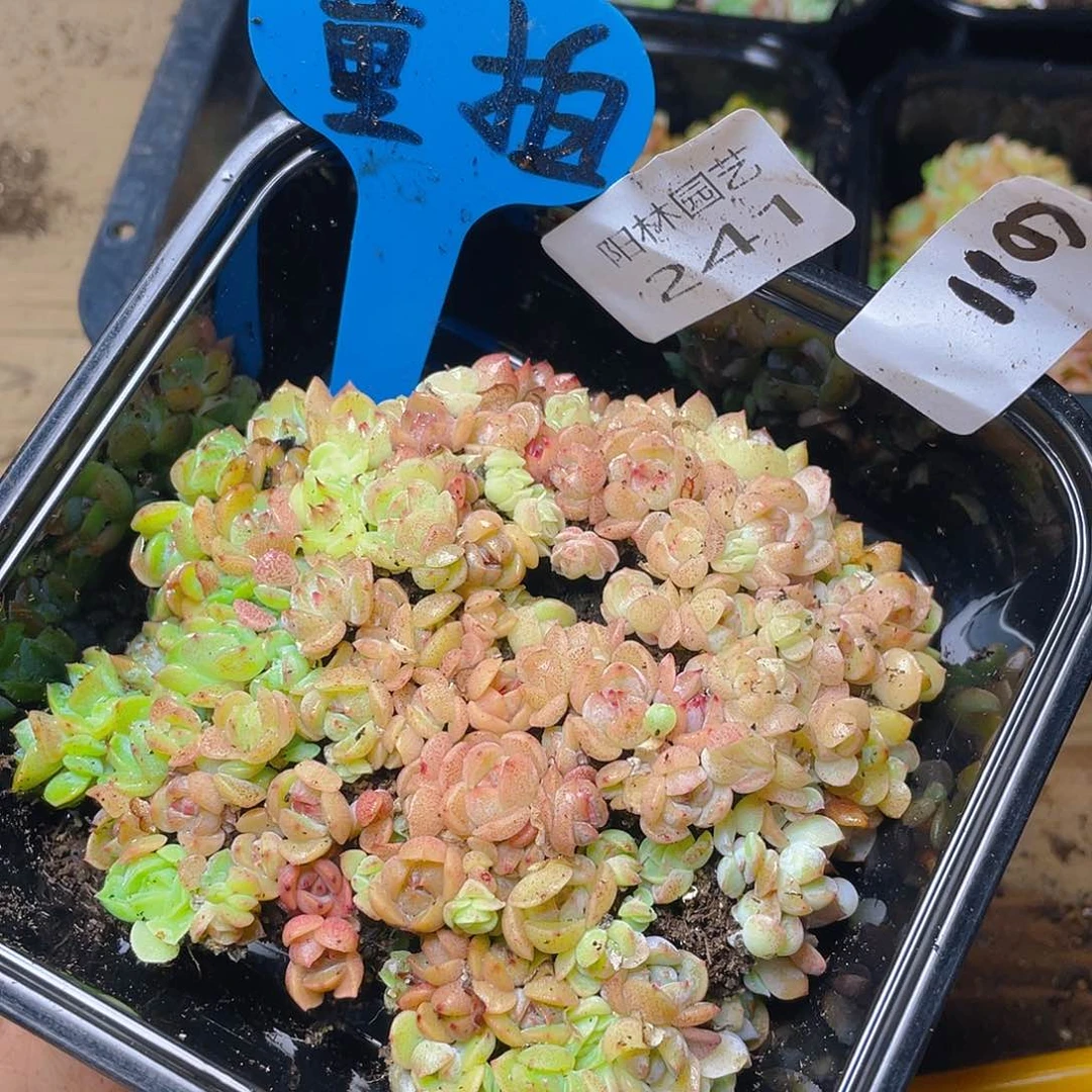 量拍多肉植物多肉植物241