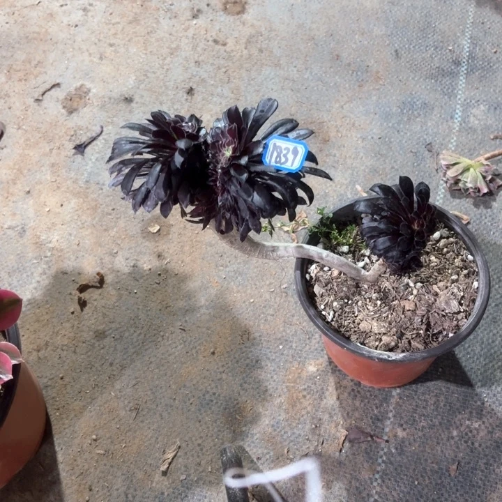 馨**?魔法师造型缀1839