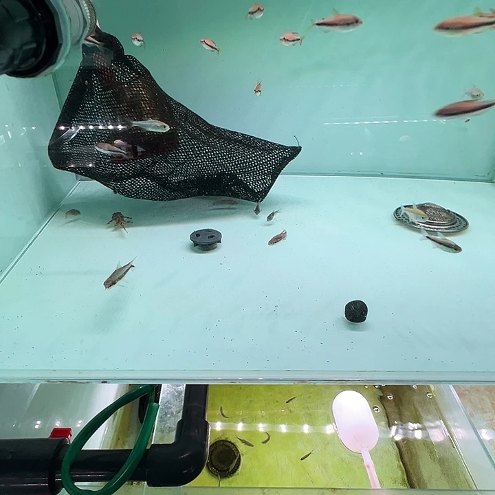 海水岁*?幻彩苗3条