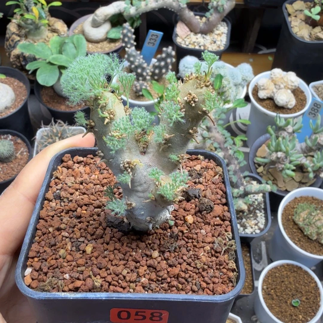 白皮月界058仙人掌