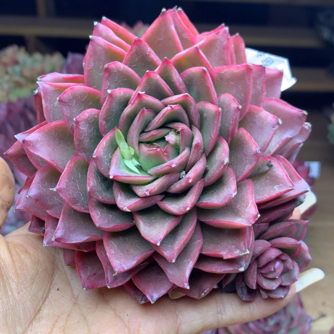 1910杂交精品基地11冠