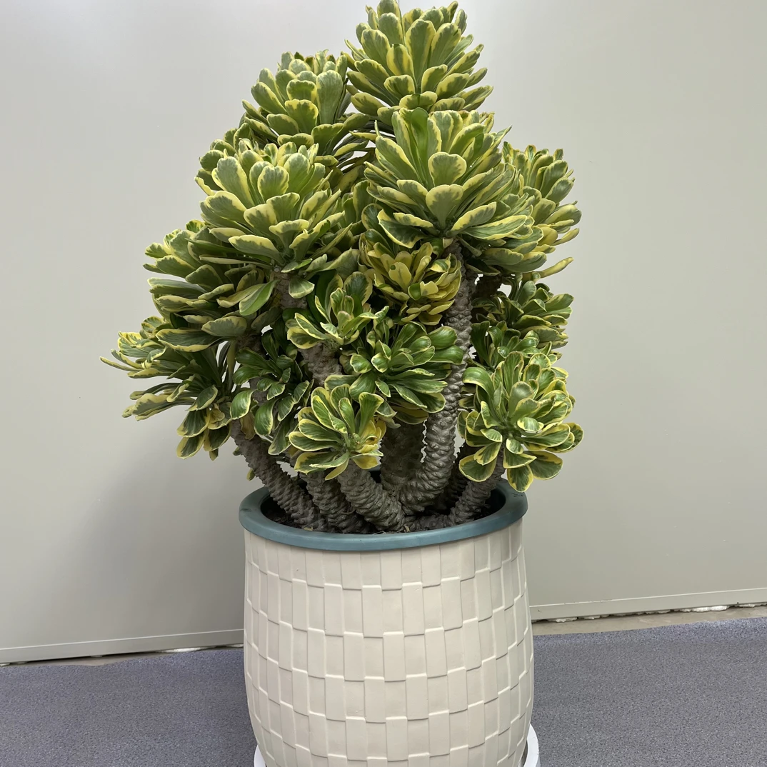 扇贝麒麟锦嫁接多肉植物喜阳耐热适合阳台庭院的精美盆栽