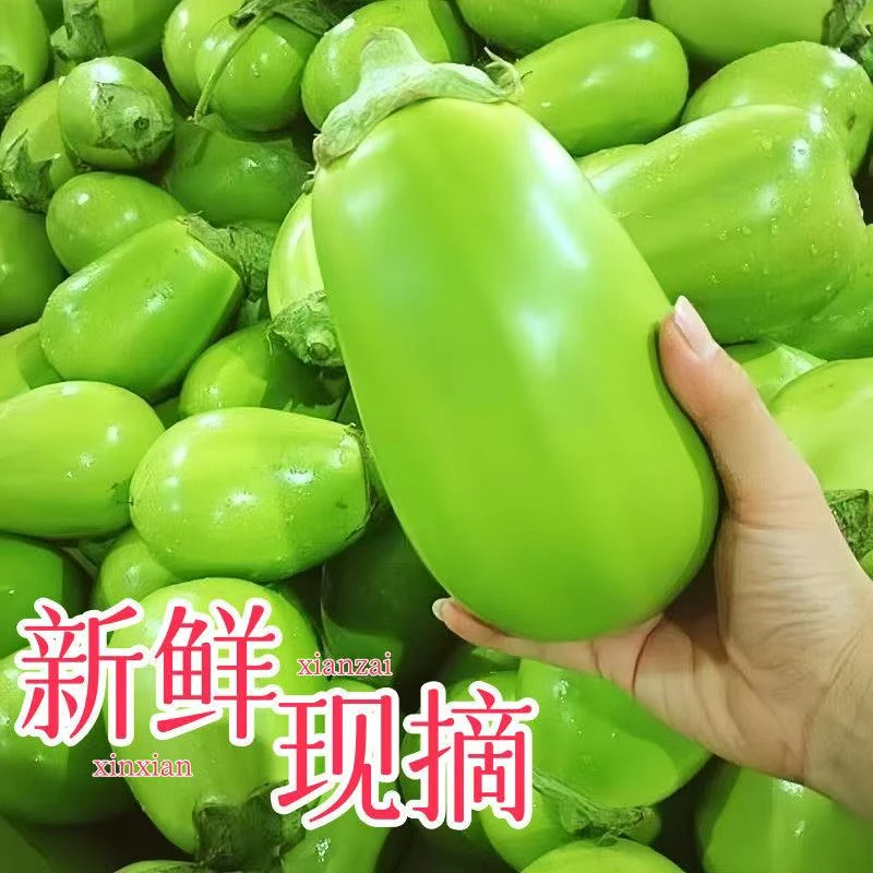 河南新鲜青茄子现摘现发当季蔬菜可生吃农家自种露天种植河南特产