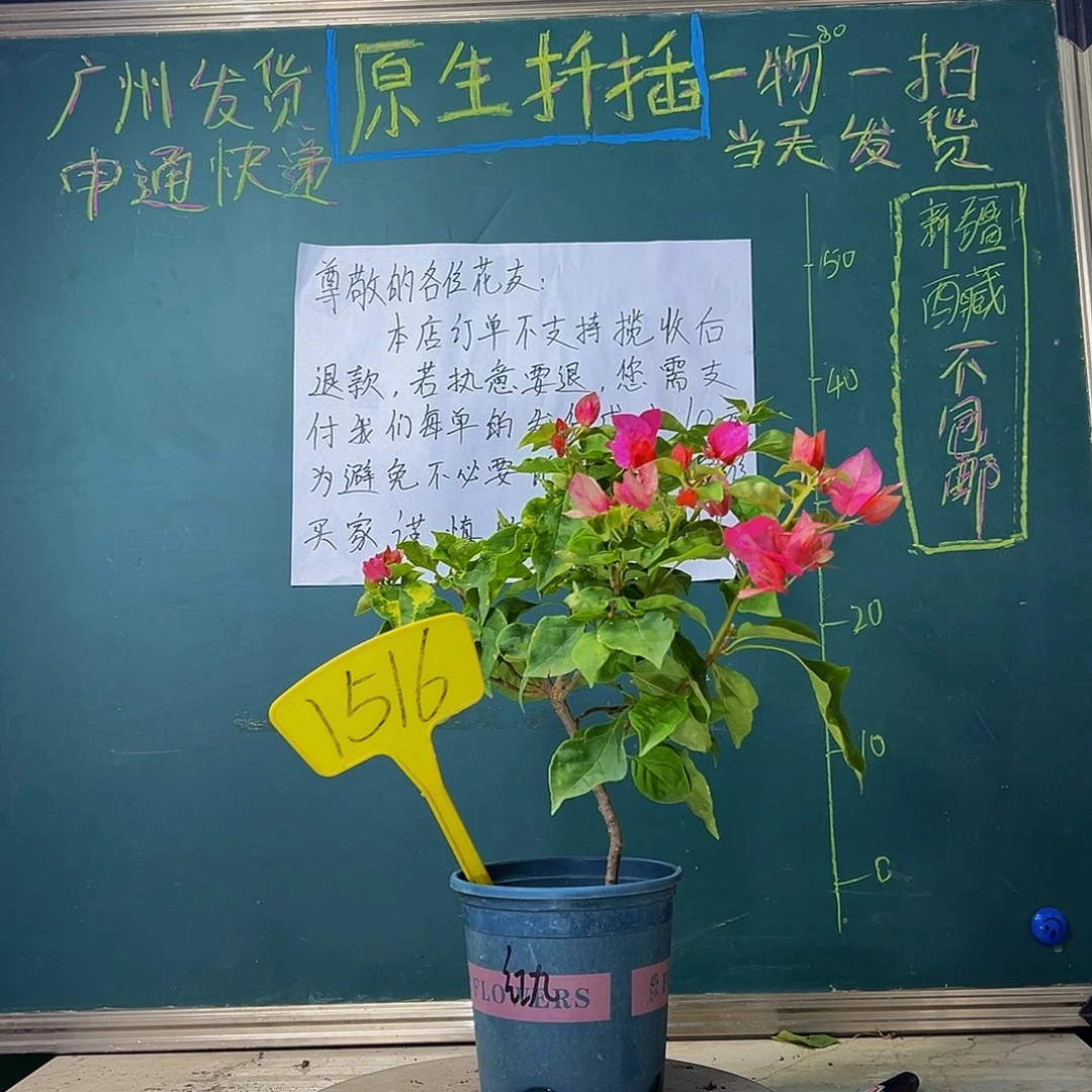 当前无花栽培后可以开花造型 红九月1516