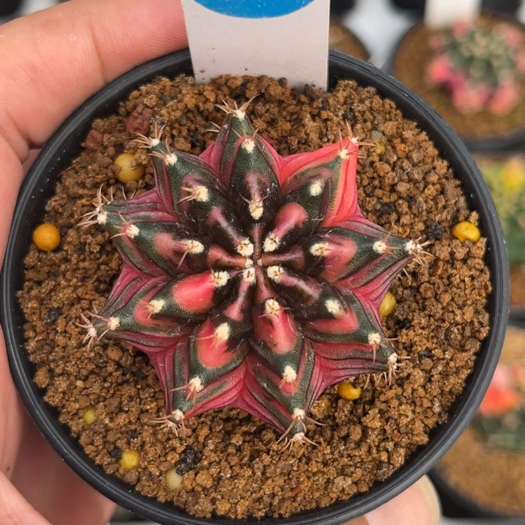 925实生泰系米哈锦带盆