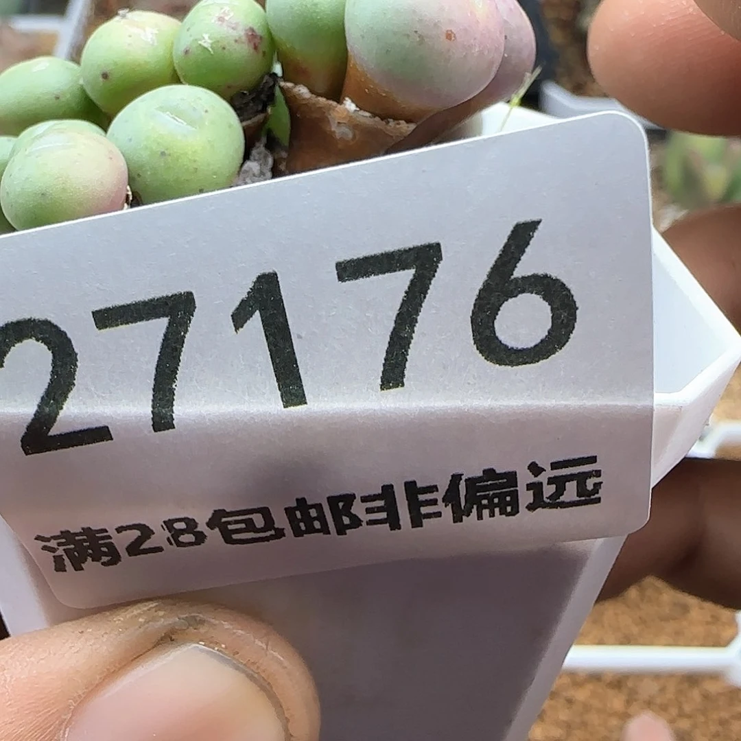 板****馆脱土28包邮哦27176