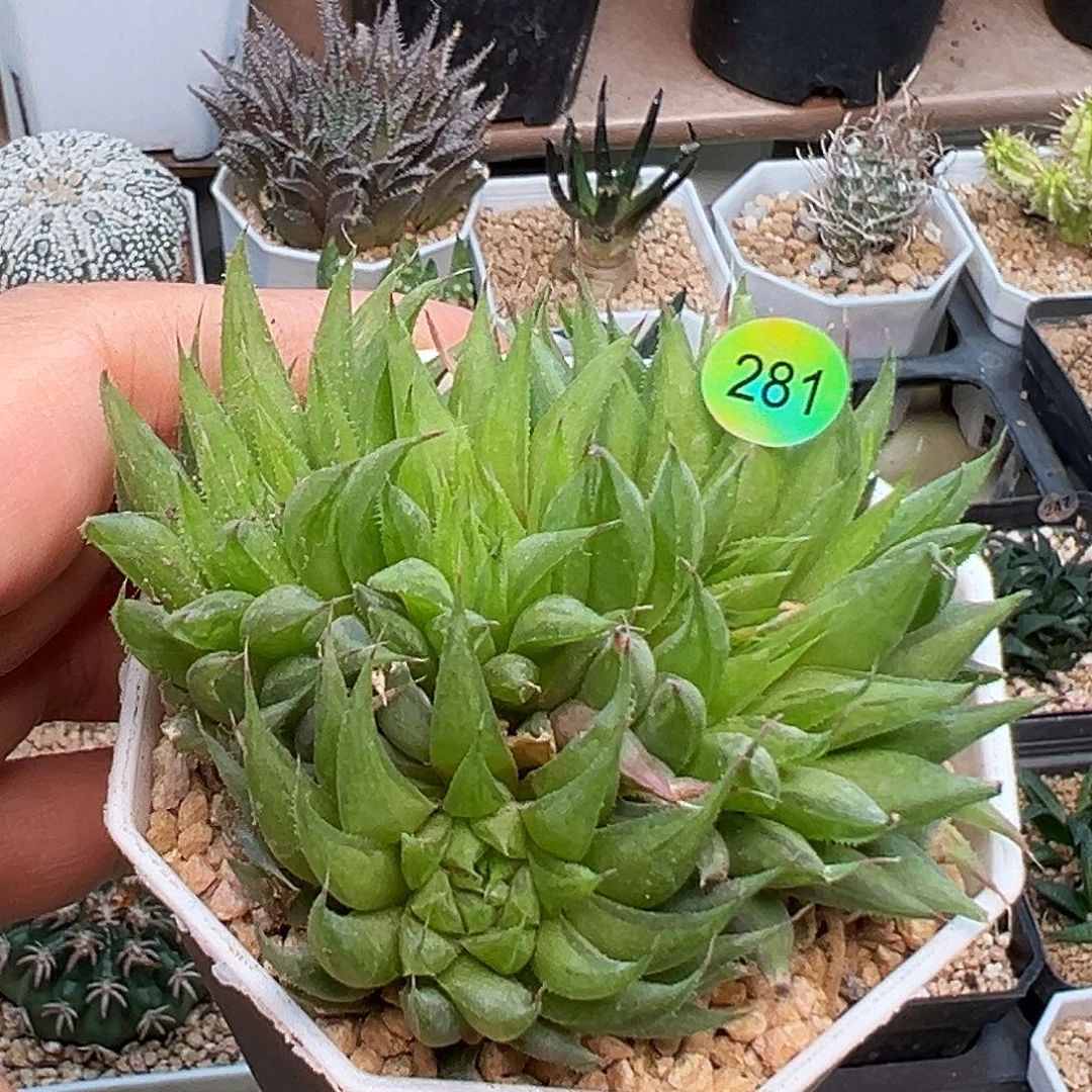 原始种十二卷4头群母本