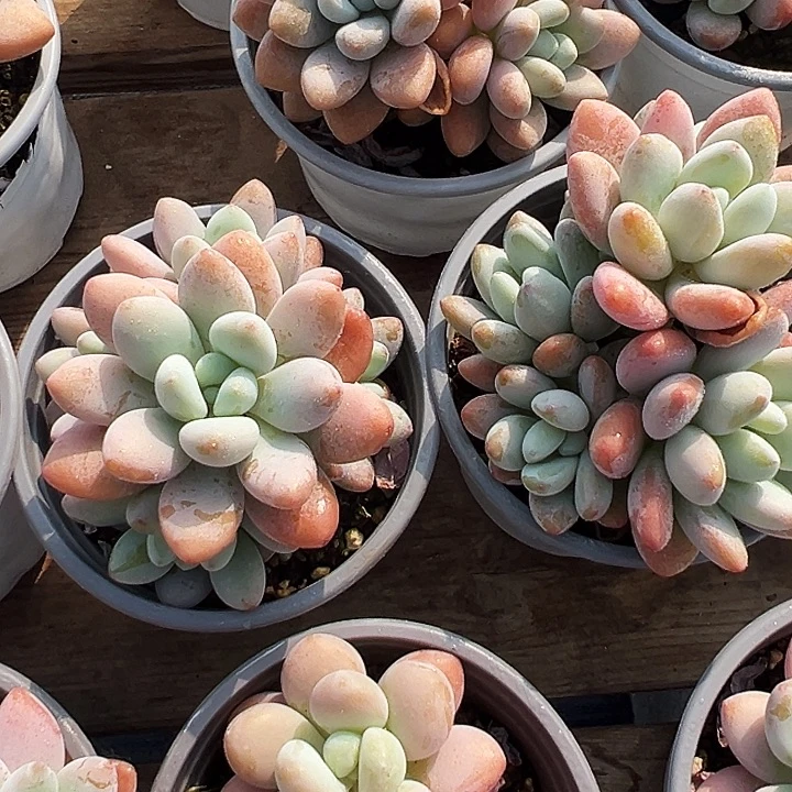 红洛神         福利多多