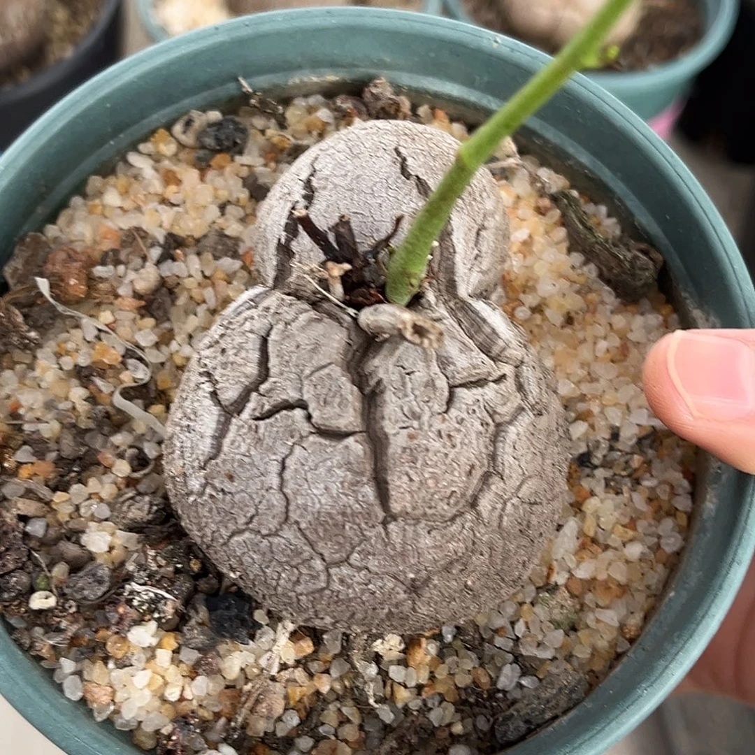 无***熊潮流植物黑皮异形龟，福利