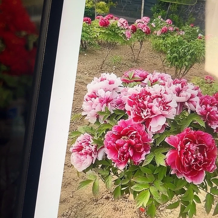 无花朵岛锦牡丹小苗