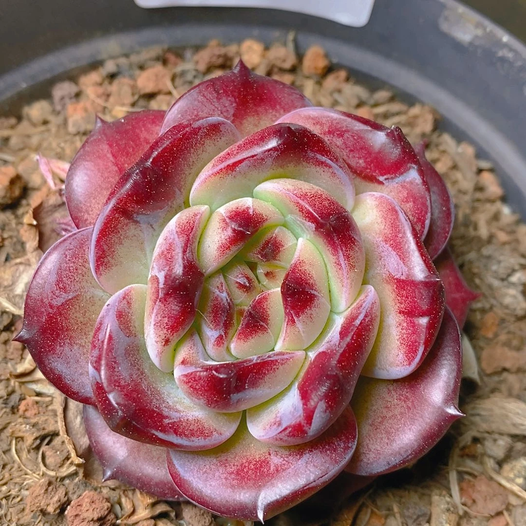 【闪购商品】云1341