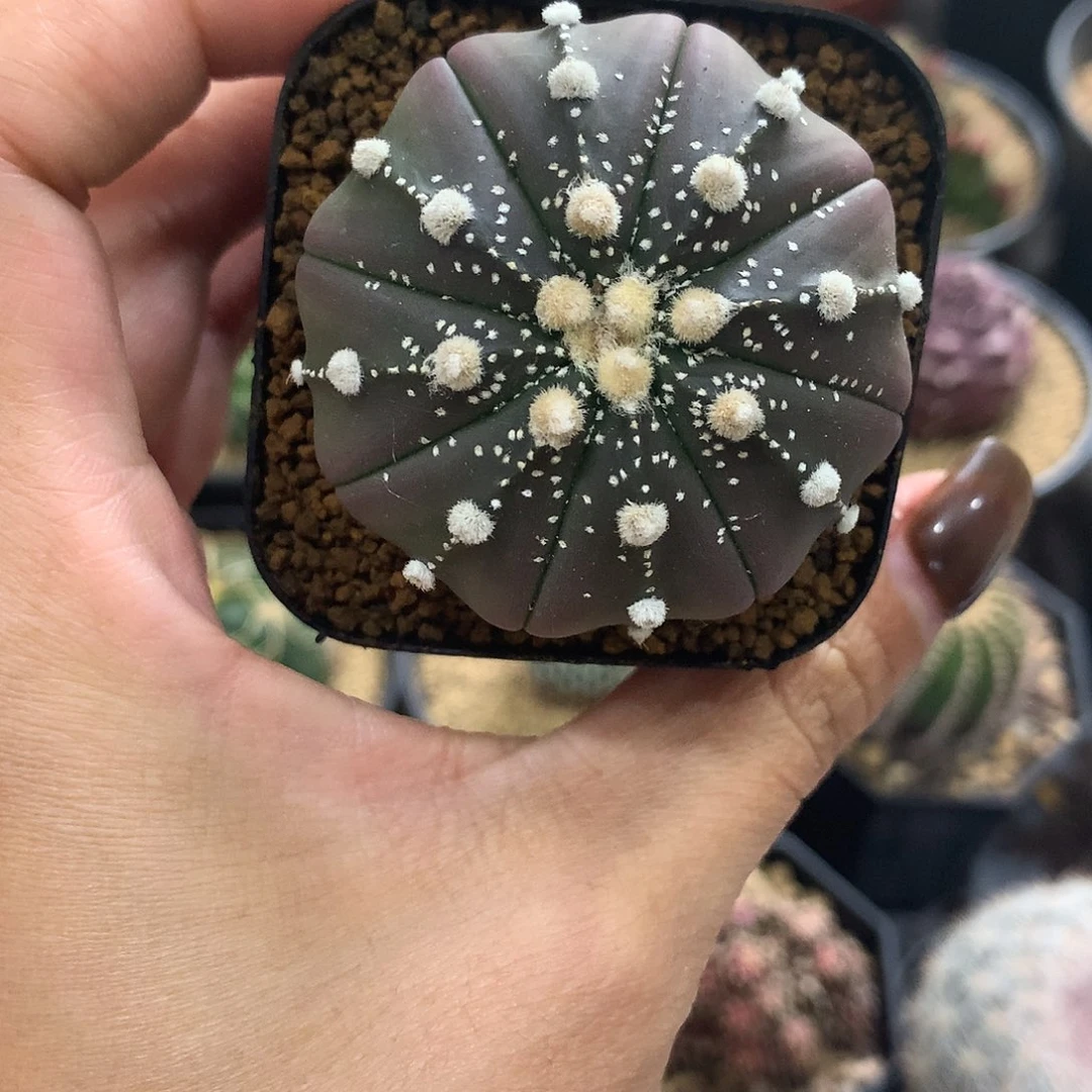 实生根紫皮连线兜