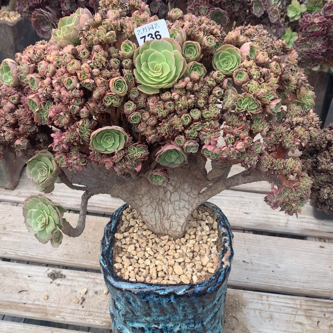 168号万圣节万圣节缀