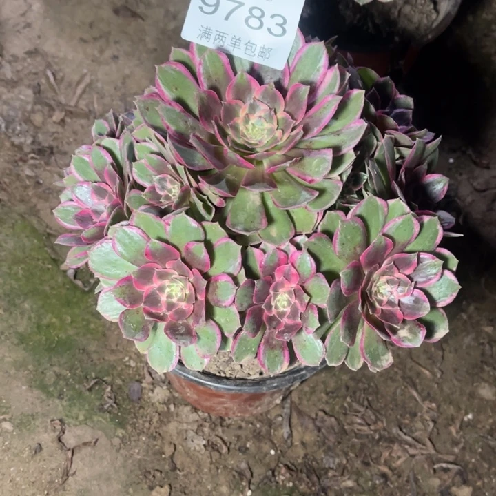 9783粉花妖的人多肉的