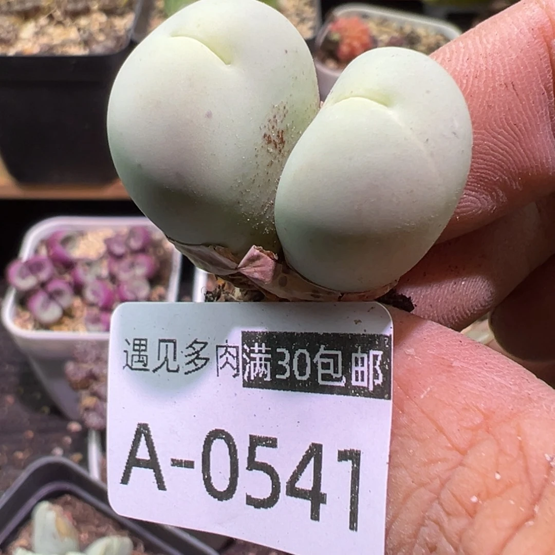 多肉植物1111111111111