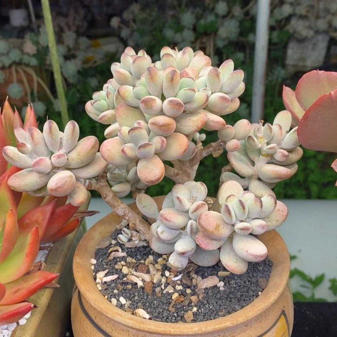 乒乓福娘多肉植物盆栽