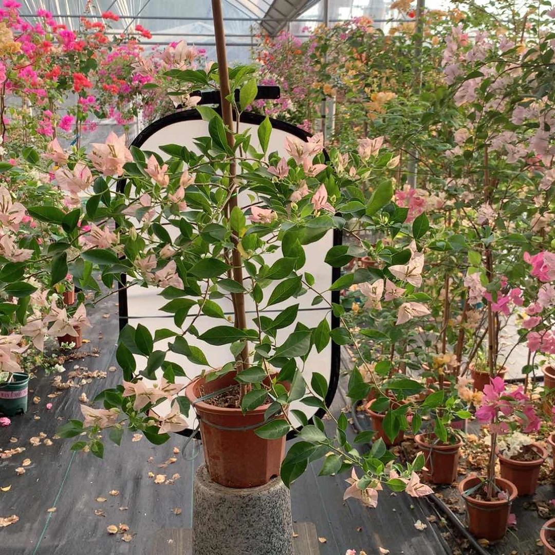 【闪购商品】完全开放波罗州樱花