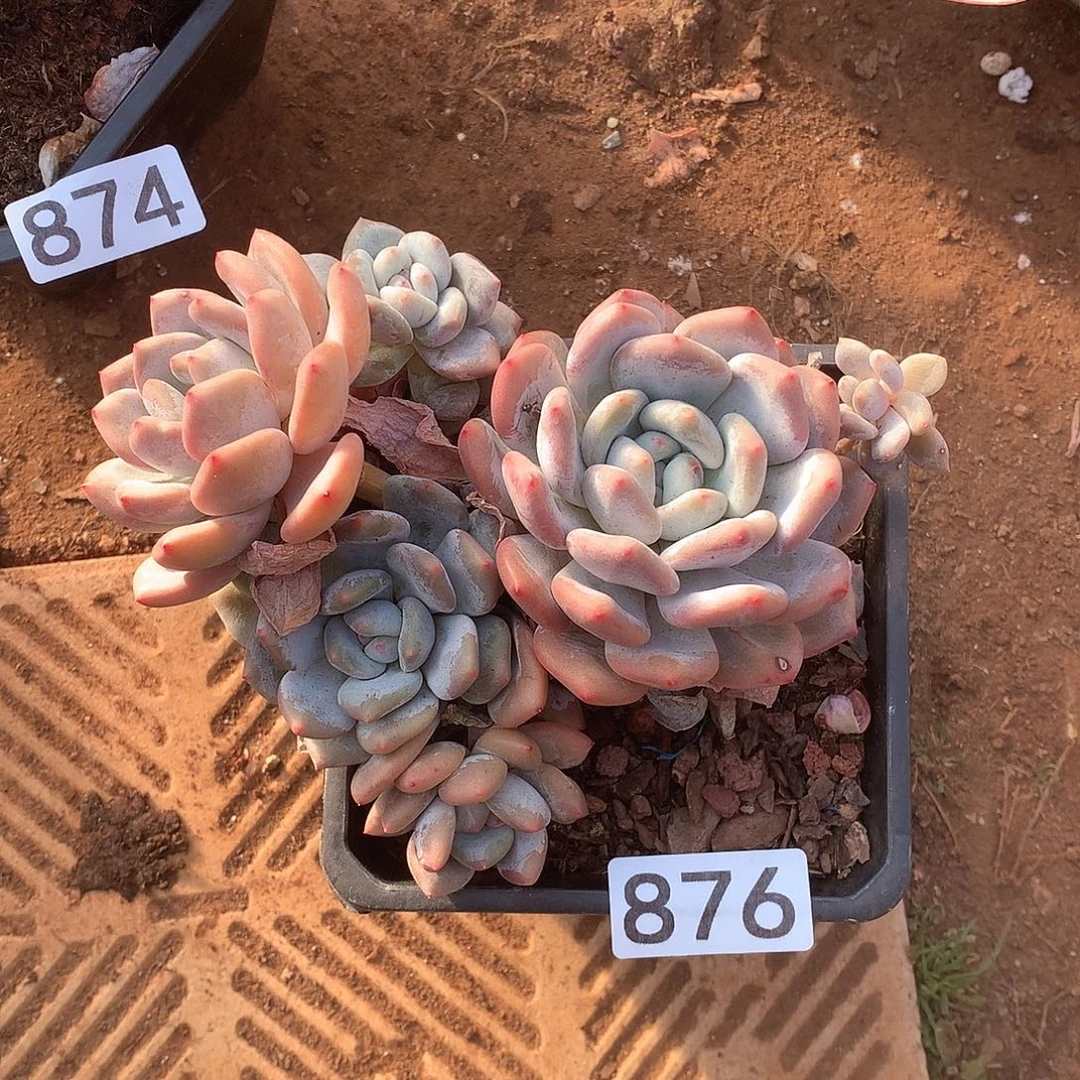 876 一物一拍多肉