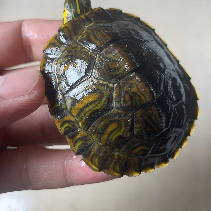 不分公母宠物龟黄耳