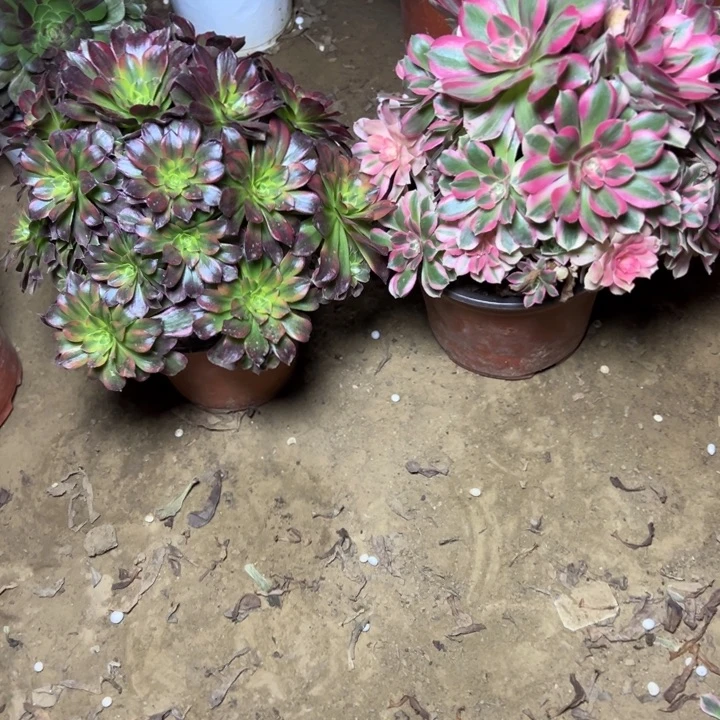 多肉植物砍头朵朵2