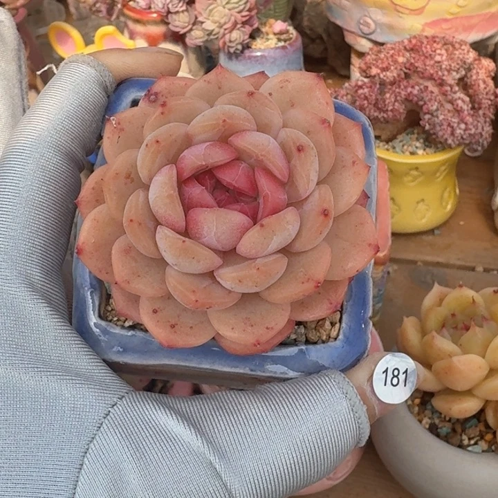 181 多肉含盆土 满30元包邮 除偏远