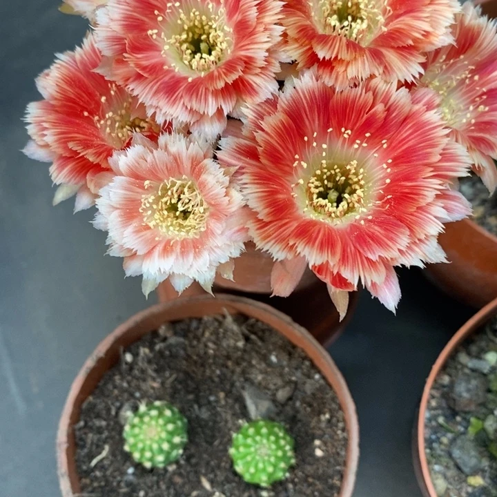 香香羽毛丽花侧芽1.5公分左右