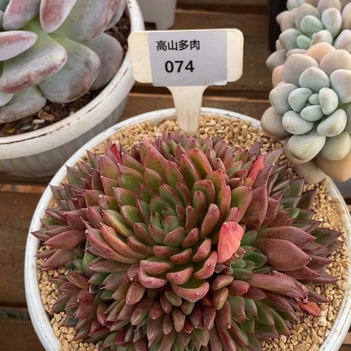 D074- 直播福利 东云