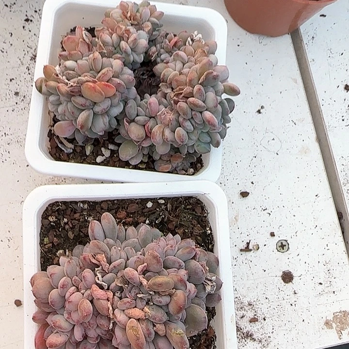 青蛙王子儿童牙膏111