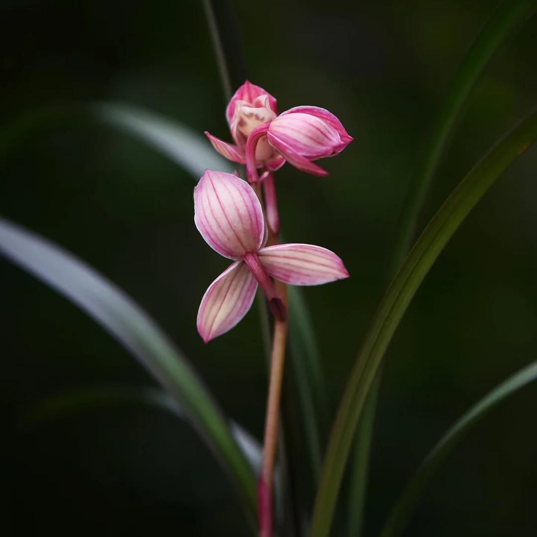 【花好月圆】兰花开花浓香室内好养易活