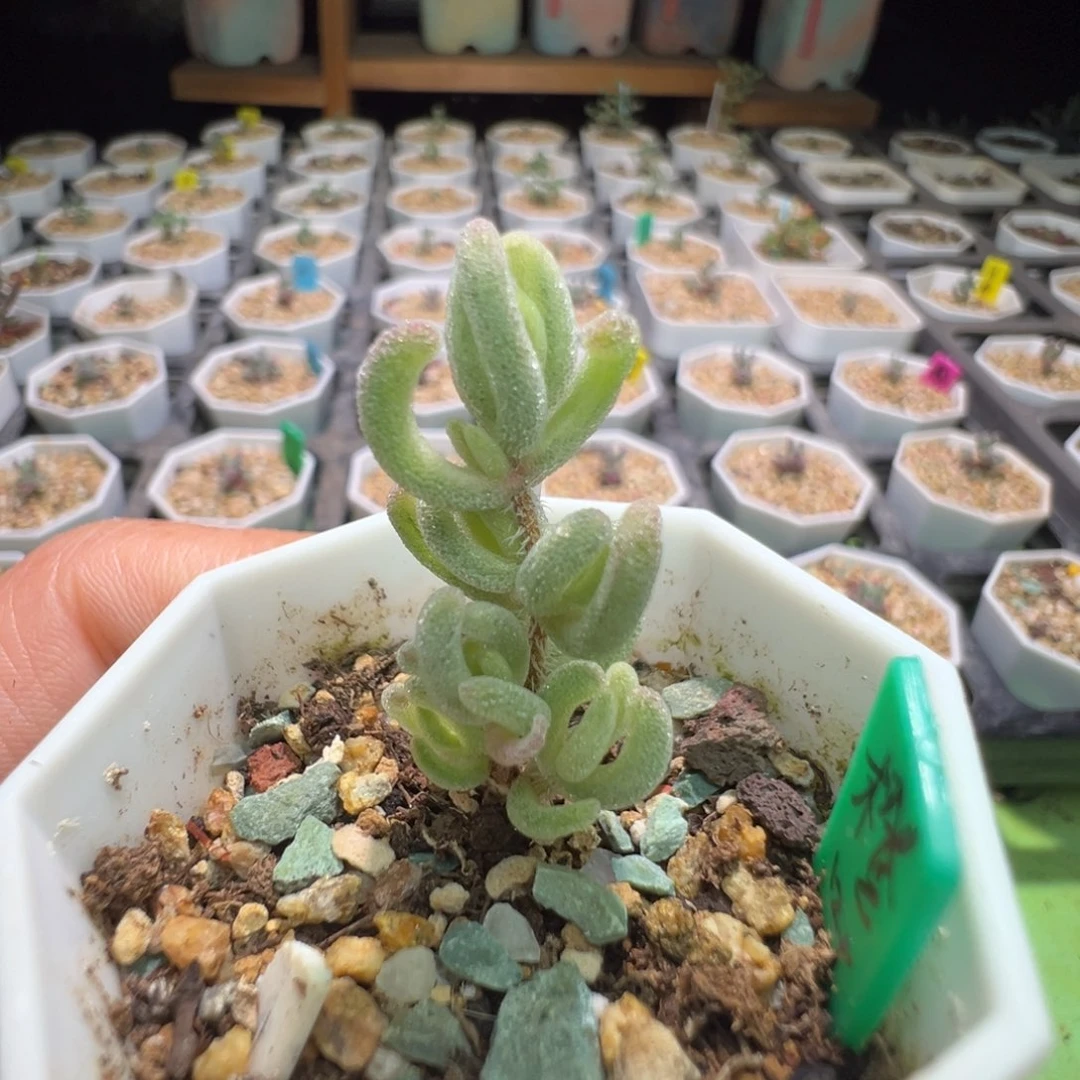 368橙叶锦，拍下不退不换