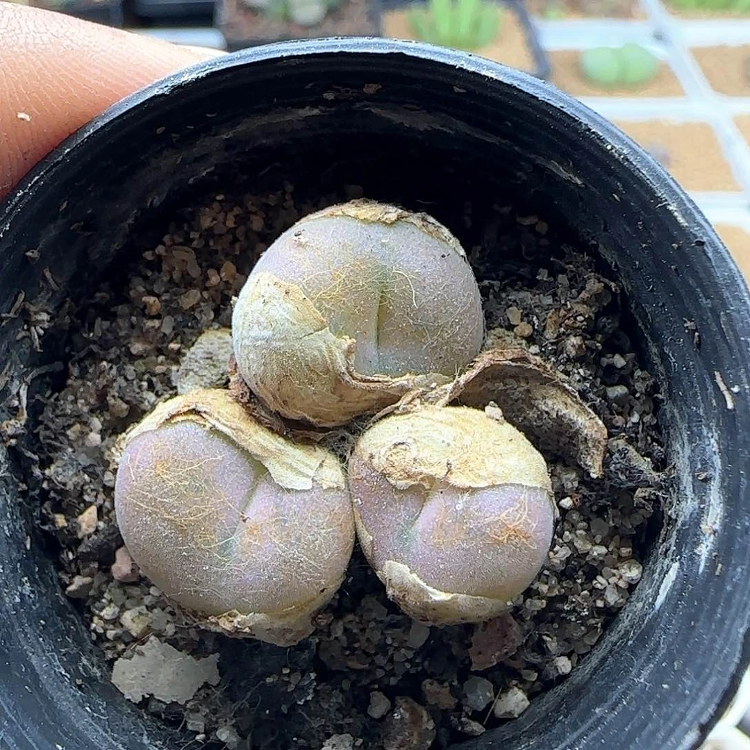 开播福利来啦39961