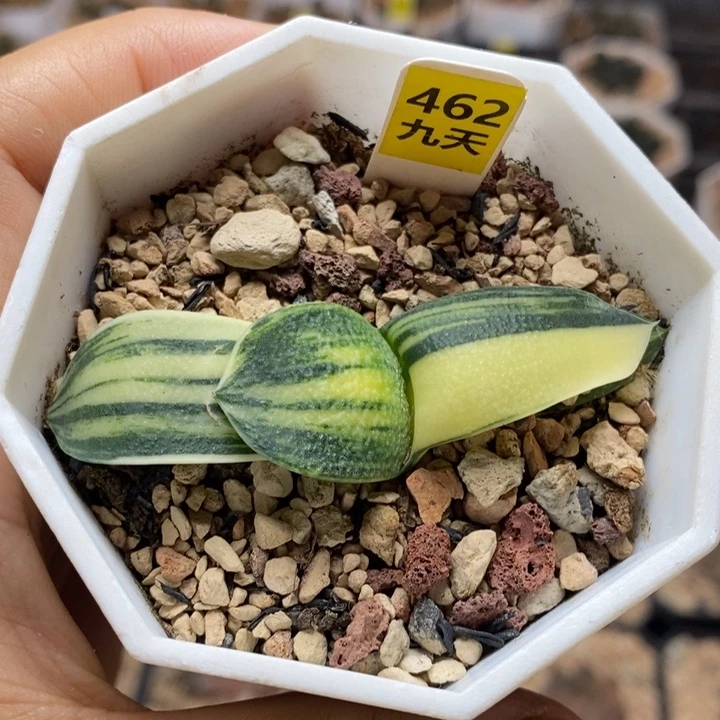 462号珍珠卧牛锦多肉