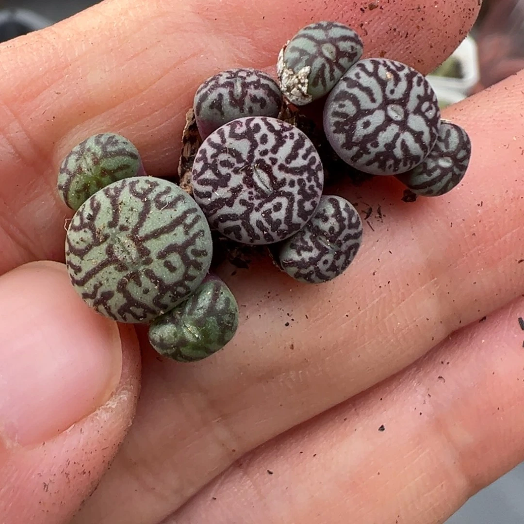 11.27好看的多肉脱土发货502
