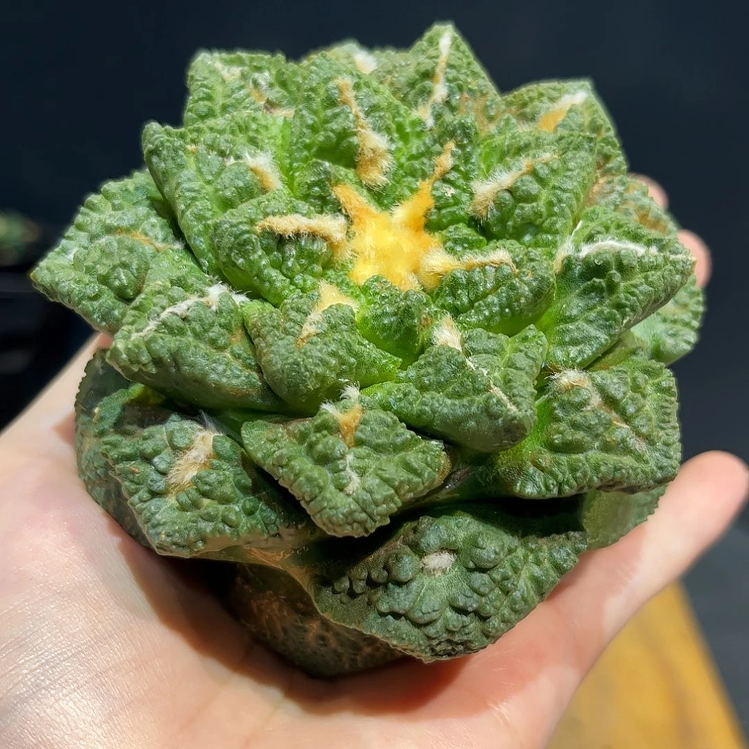 10号9.8cm萝卜根大龟甲牡丹