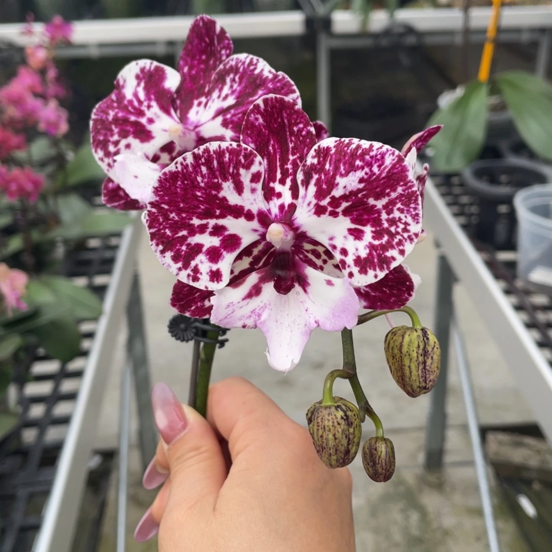 完全开放大理石，2.5