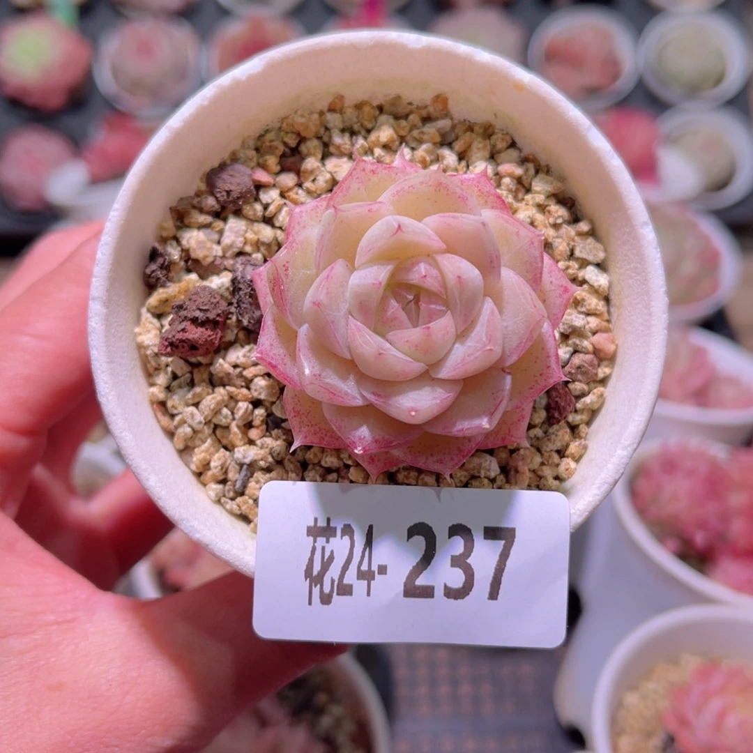 花利美24- 237麦秆