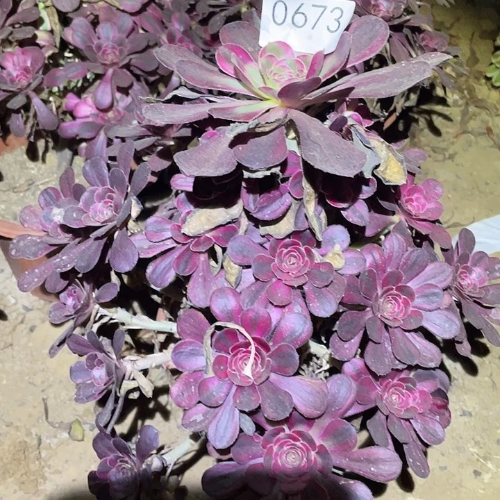 多肉植物法师673丽娜