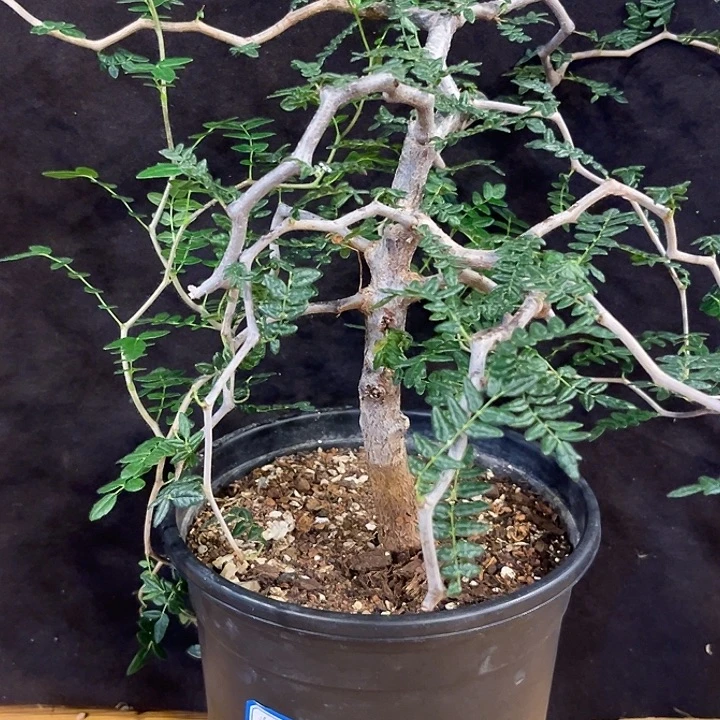 潮流植物滔天橄榄，树型