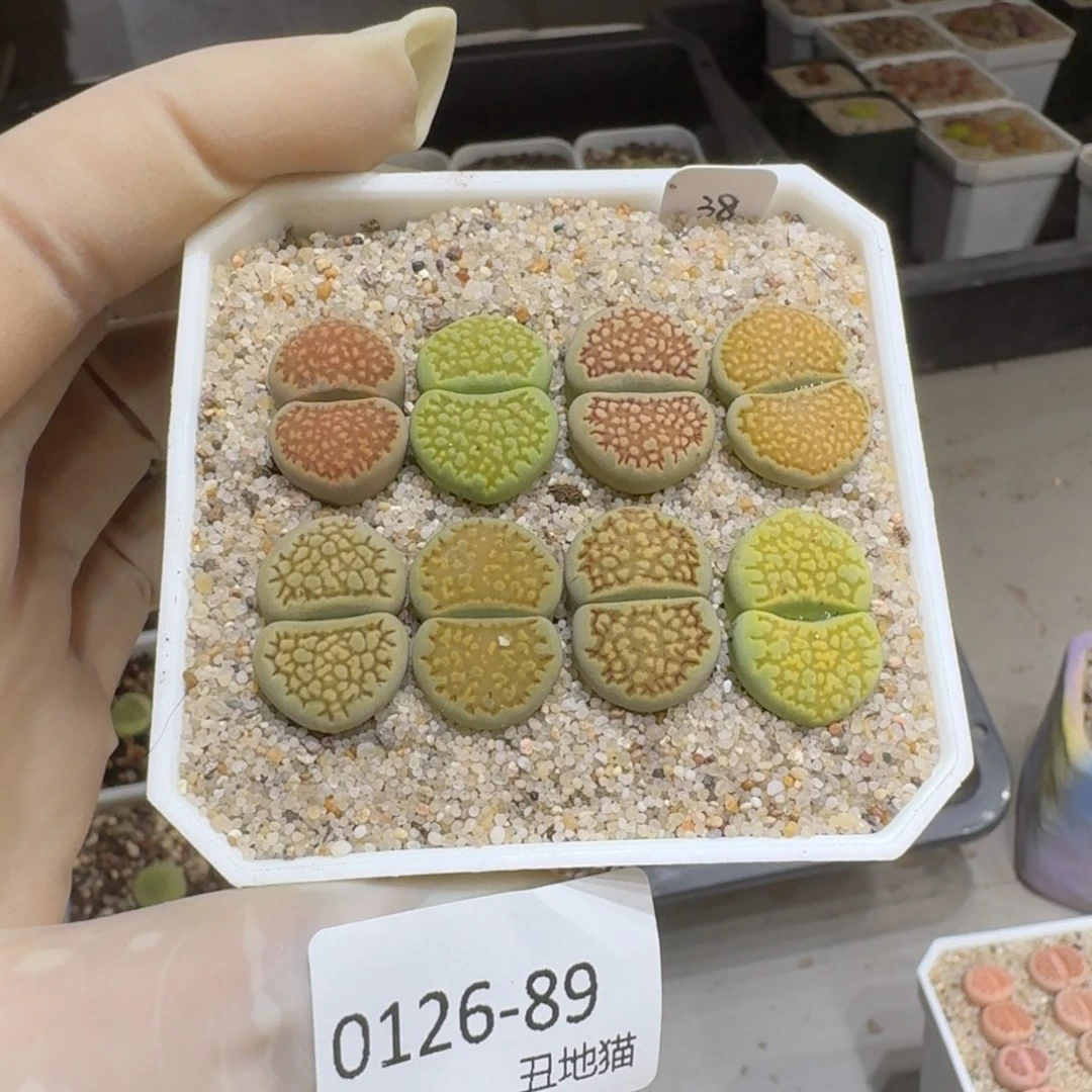 ?***?0126-89生石花花花花