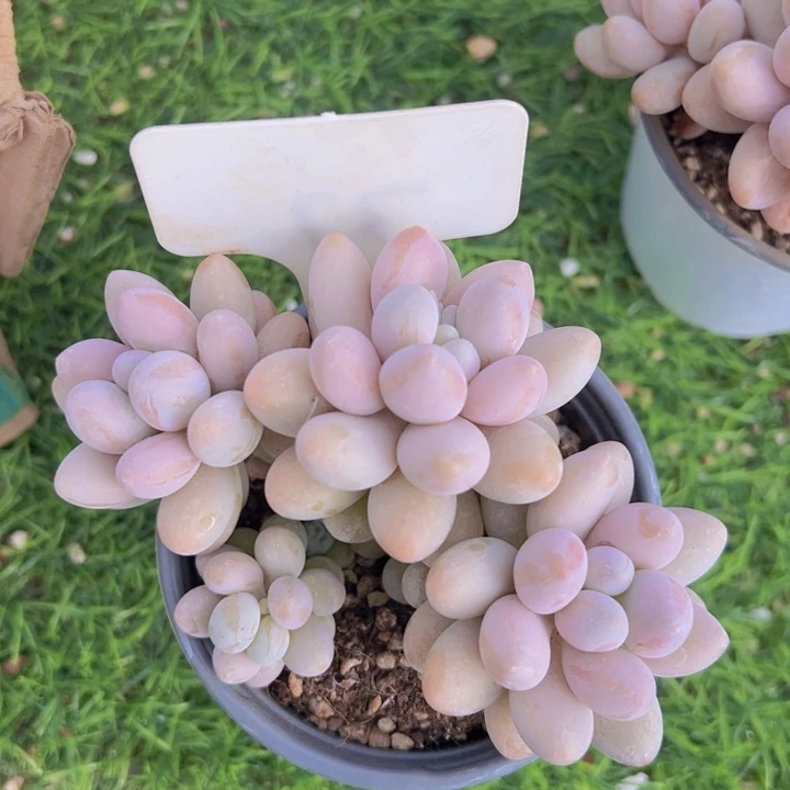 健健康康平平安安