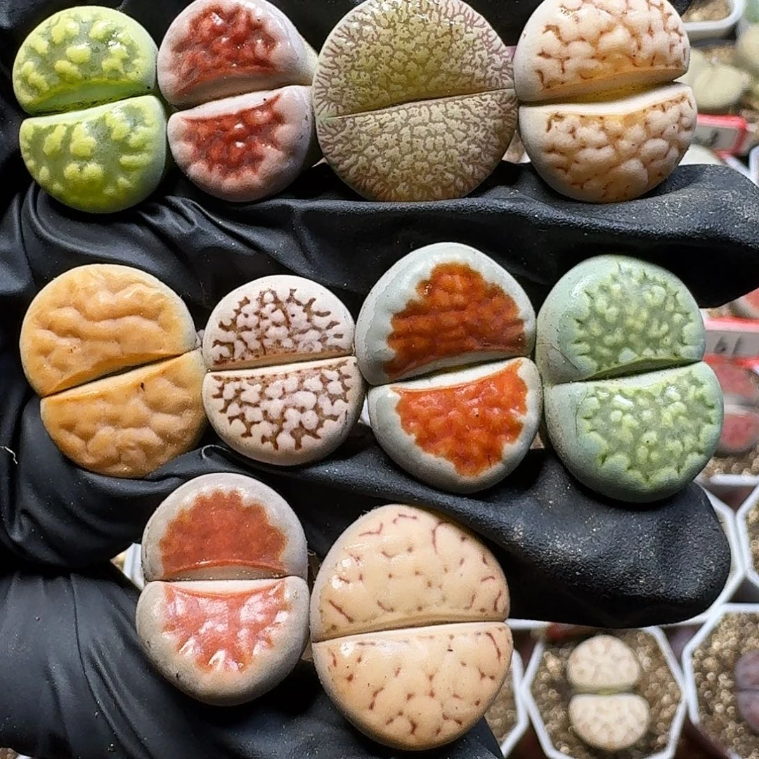 生石花211122。   273