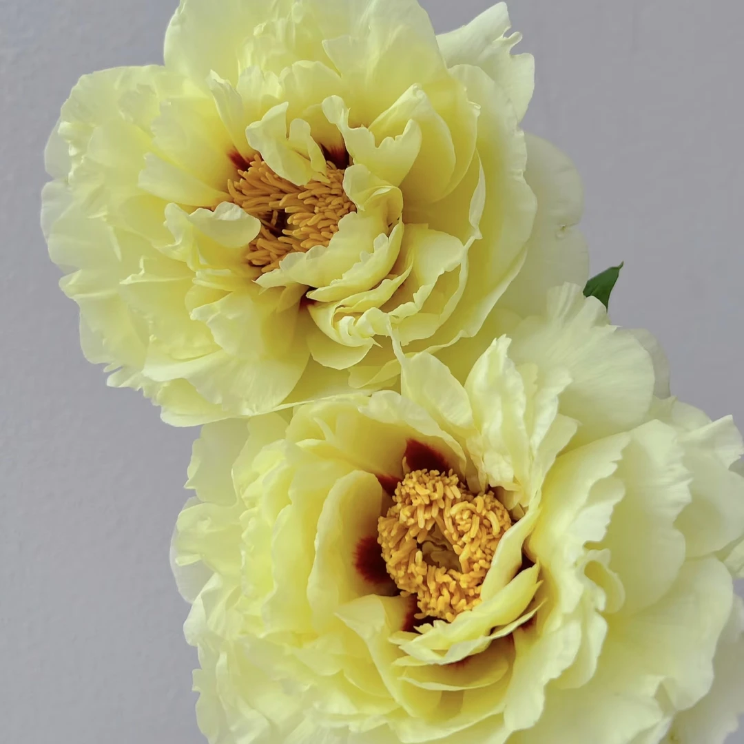 皇冠（盆栽）千层重瓣金丝花心