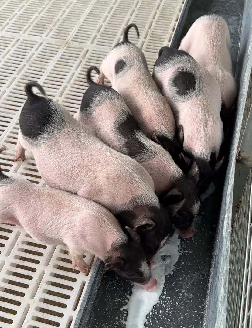 【直播间特惠】直播间现切现发农村散养巴马小香猪优选香猪肉