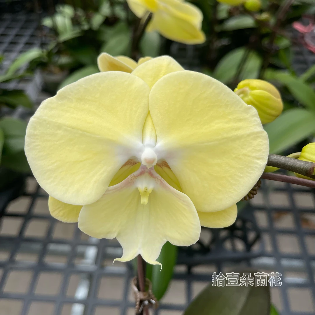 蝴蝶兰【星月】3寸开花株