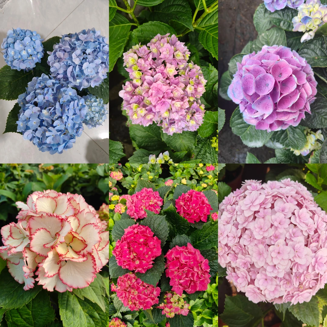 【云门倾城】绣球花青棵品种随机原土原盆基地直发绿植花卉庭院阳台