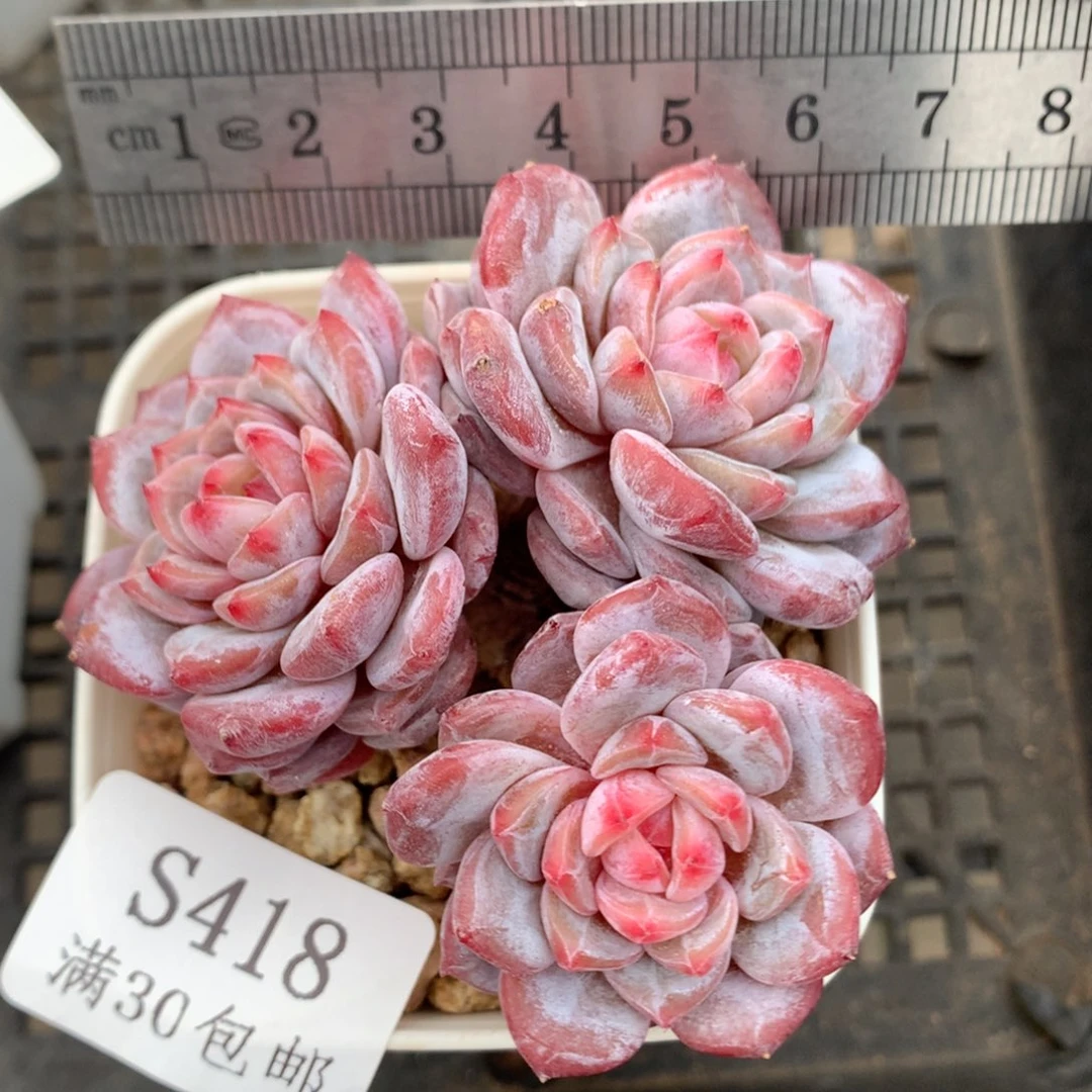418。玉芙蓉三头小树桩。